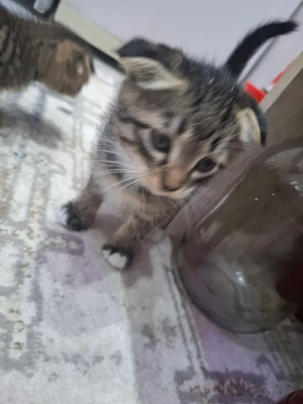 Кошка и её котята 5