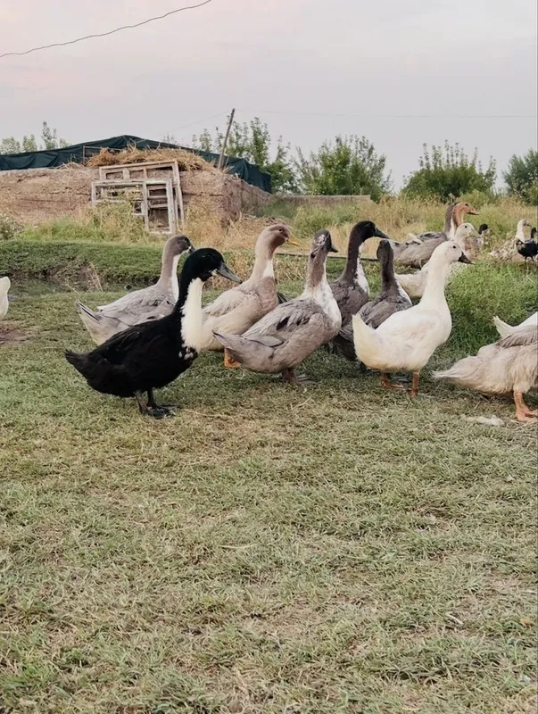 50 tadan ko’p olganga kelishtirib beriladi 2