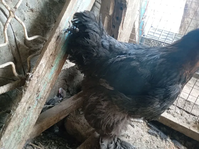 100foiz hammasi soglom kelishtrb beriladi lekn kop emas — фото 6