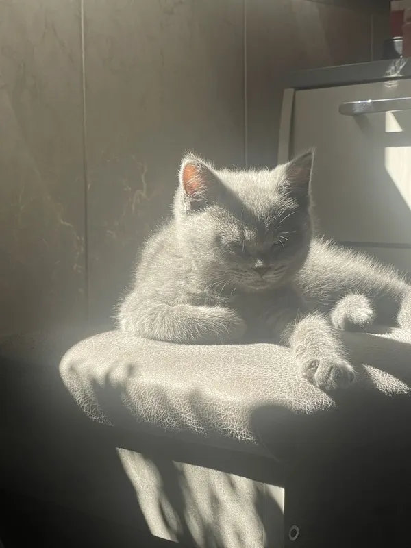 British shorthair — фото 1