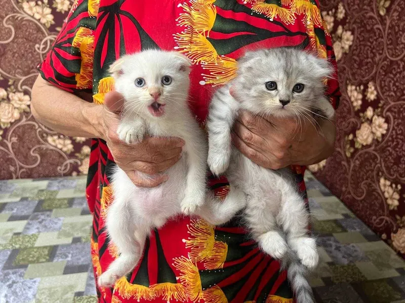 Продам котят породистых — фото 4