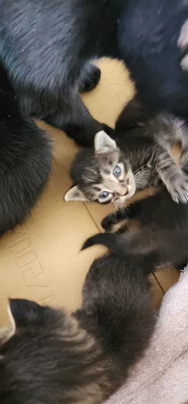 Отдам котят 1 месячные 2 Отдам котят 1 месячные 2