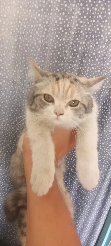 котята скоттиш-страйт