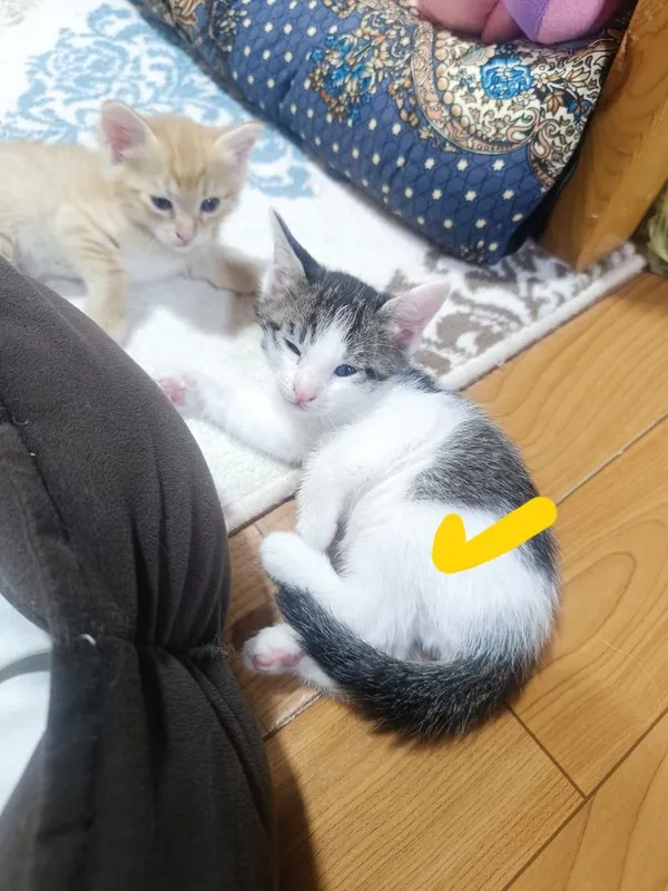 Отдам котят в добрые руки — фото 2 Отдам котят в добрые руки — фото 2