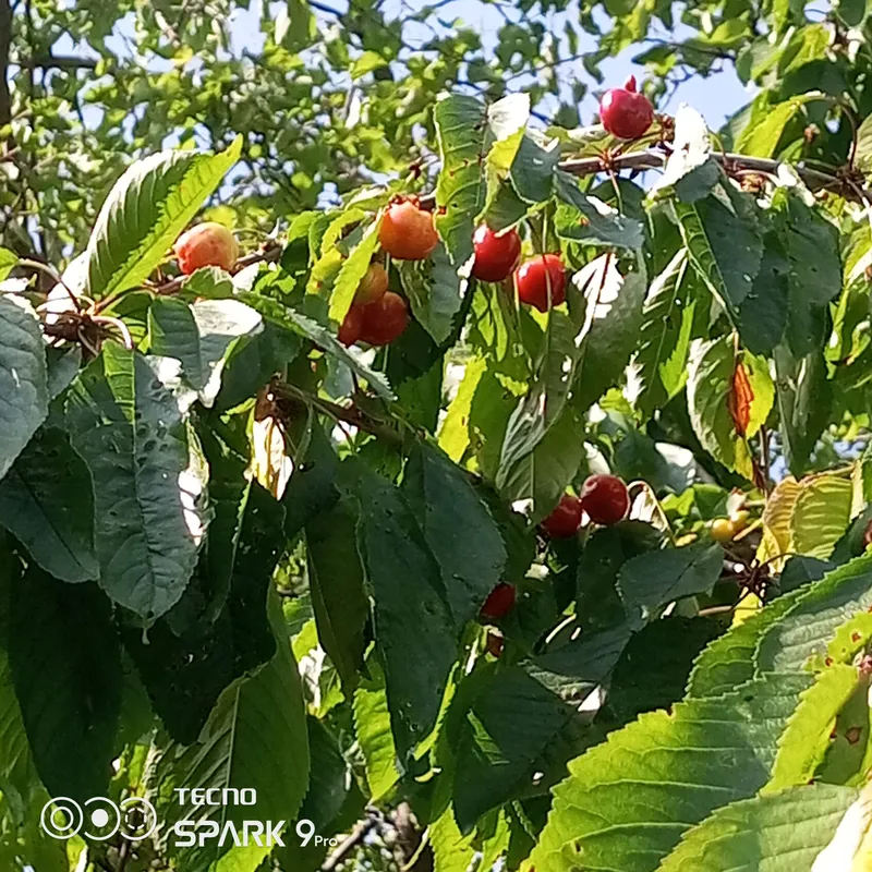 Продам дом с участком...