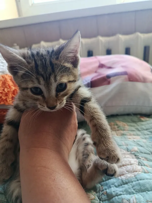 Котята в добрые ответственные руки 2 Котята в добрые ответственные руки 2