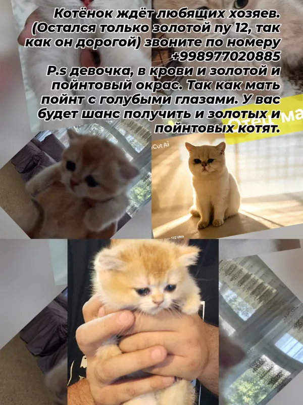 Mushukcha mehribon egalarini kutmoqda. 1 Mushukcha mehribon egalarini kutmoqda. 1