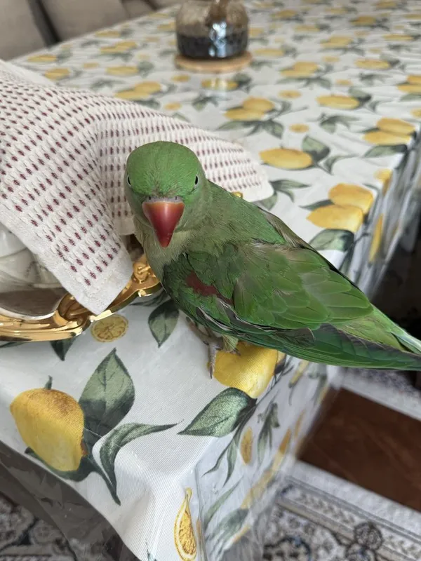 Продам Александрийский попугай 2