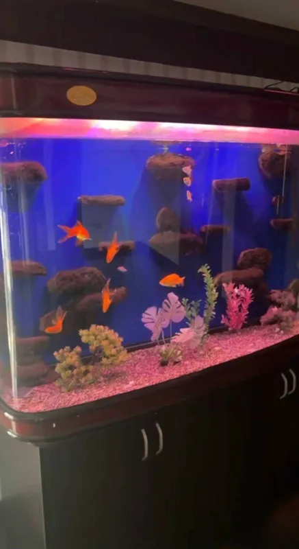 Akvarium katta xajimda 1 Akvarium katta xajimda 1