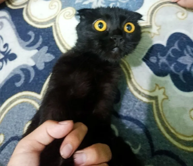 Black scottish fold — фото 1 Black scottish fold — фото 1