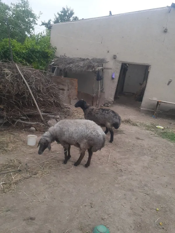 Yaxwi boqilgan qisir qoylar soyiladi. 7 mlndan har biri . — фото 3