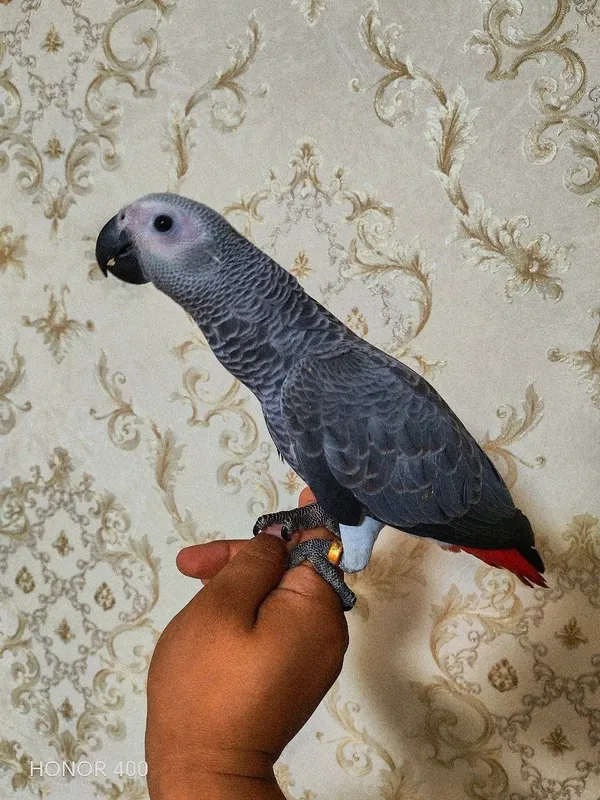 Jako kongo karaleviski 3olyi ideal ruchnoy butun qanoti juda yirik qus Jako kongo karaleviski 3olyi ideal ruchnoy butun qanoti juda yirik qus