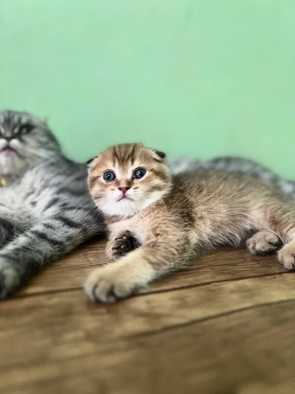 Котята продаются 2 Котята продаются 2