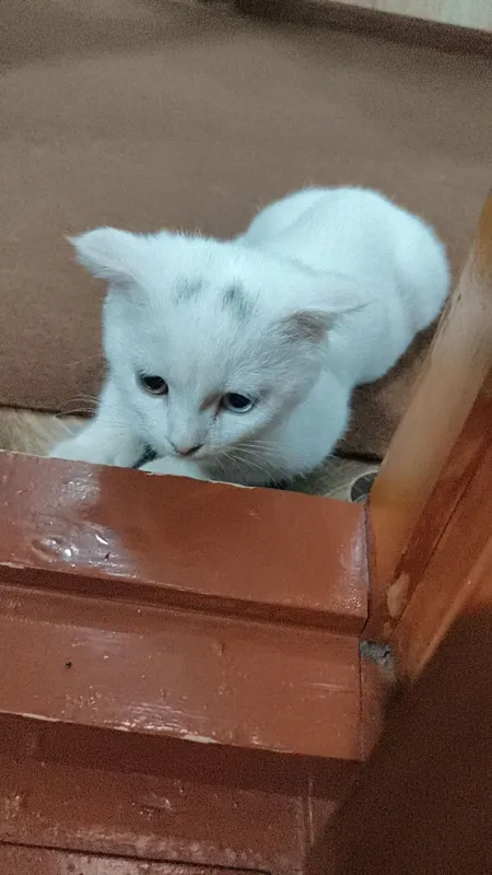 Мушукча сотилади — фото 2