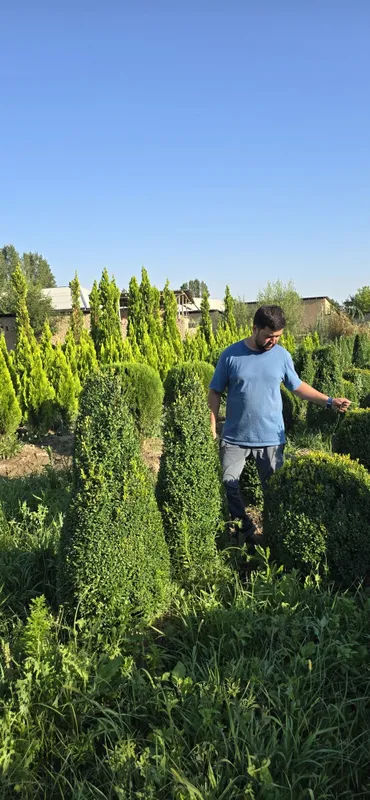 Archalar sotuda italya va mesni bor 7