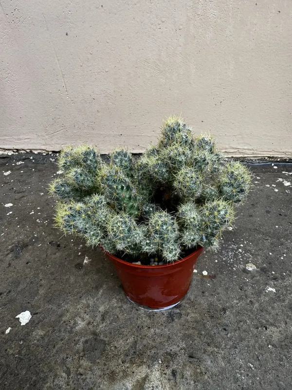 Кактус Mammillaria elongata