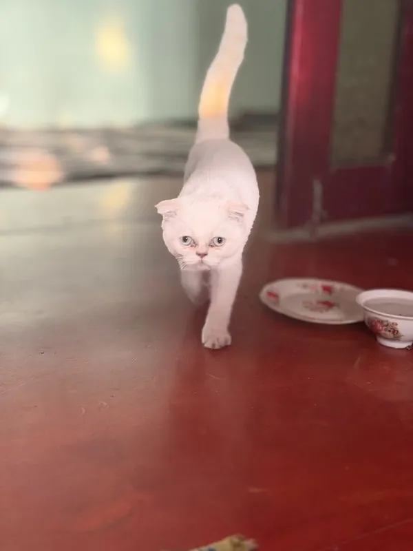 Mushukcha parodali 1 Mushukcha parodali 1