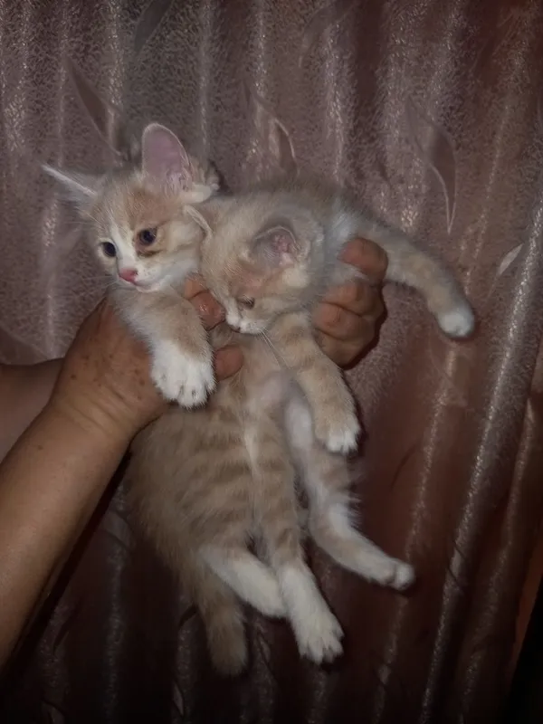 Отдам котят в добрые хорошие руки
