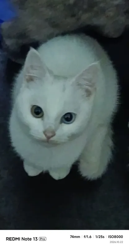 Mushuklar sotiladi 2