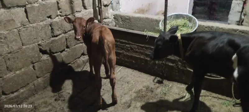 Ona bola sigir sotiladi 7 Ona bola sigir sotiladi 7
