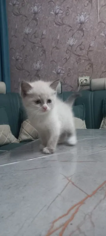 Продаются котята — фото 1