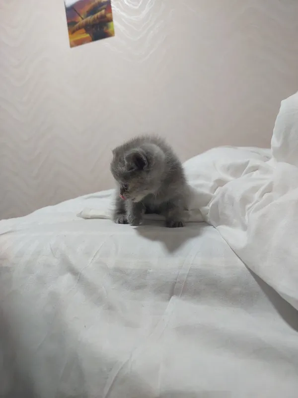 котята скотиш фолд — фото 3