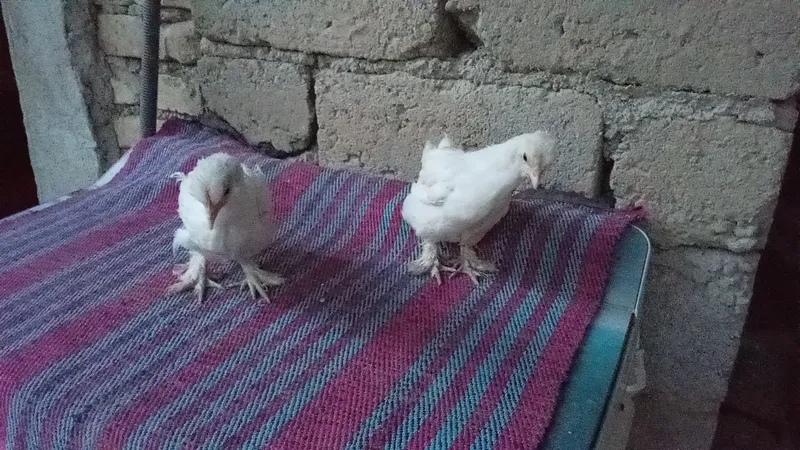 zur yaponcha zur yaponcha