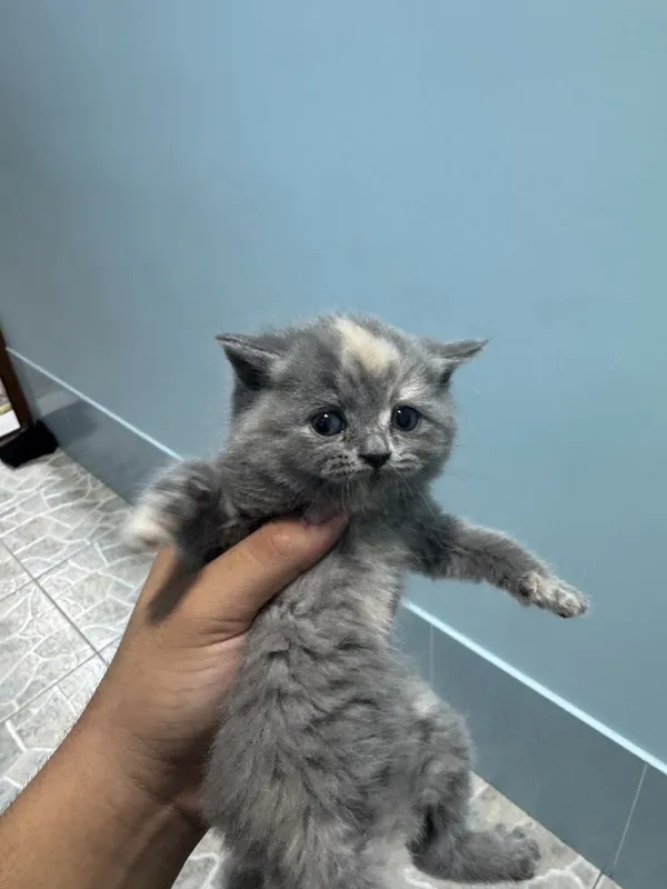 Котяты чистокровные — фото 2
