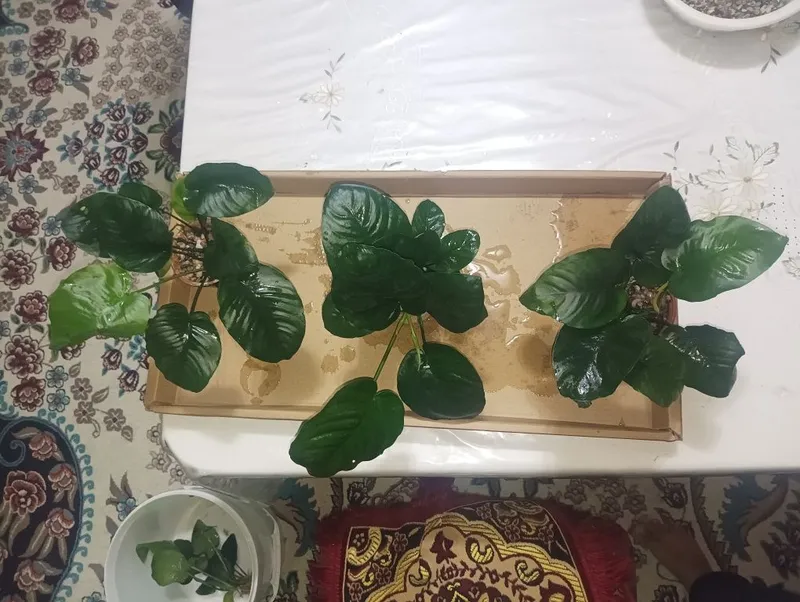 Анубис гигантский