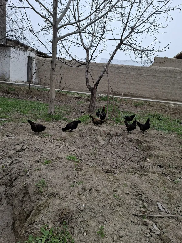 Yaponchalar sotiladi toza narsala 6 ta tovuqcha 1 ta xurozcha — фото 4