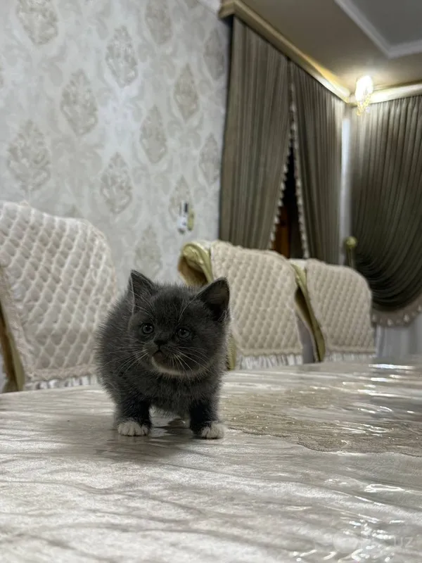 Скотиш фолл и скотиш страйт 3 Скотиш фолл и скотиш страйт 3