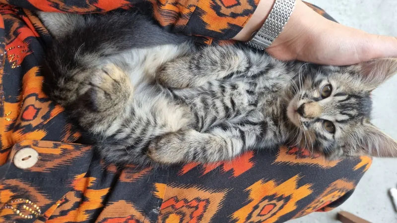 котёнок 2