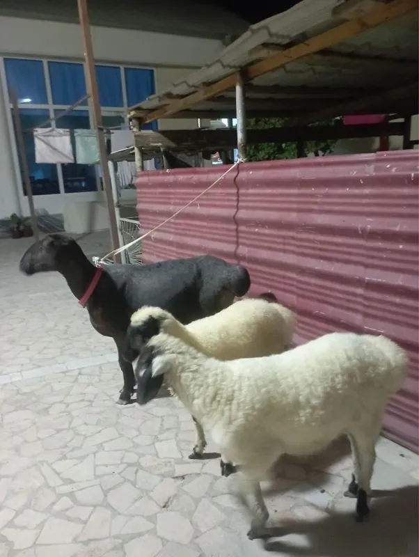 Qazoqi ona bola qo’y sotiladi 4 Qazoqi ona bola qo’y sotiladi 4