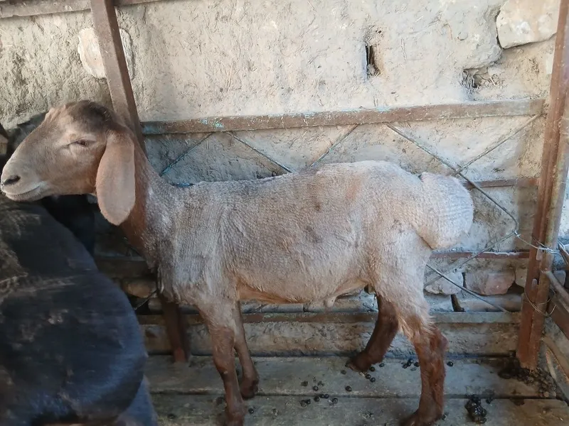 Arashan barrra sotiladi 1 Arashan barrra sotiladi 1
