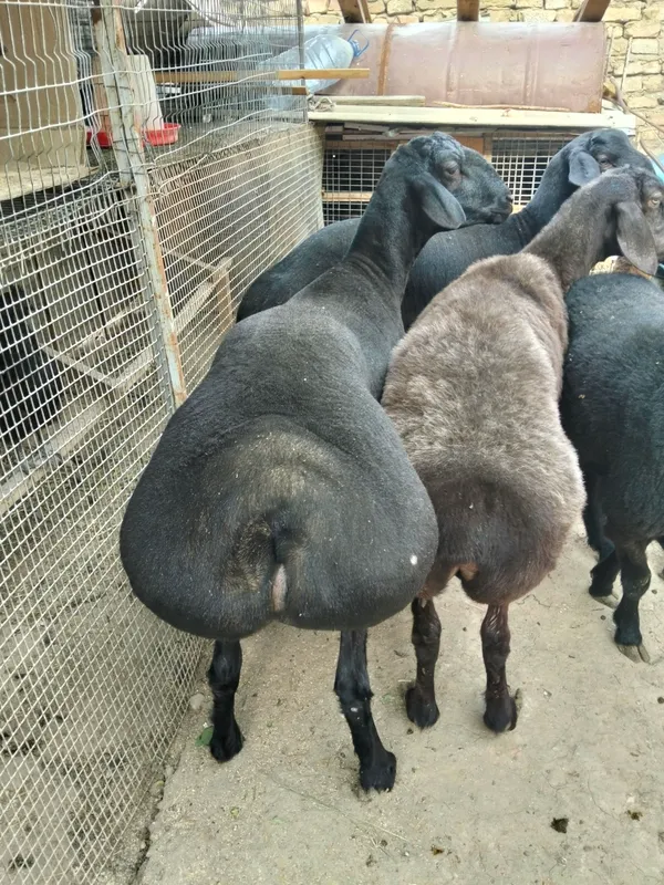 Qochqor 2 ta trik vazni 75/80kg