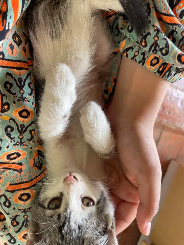 кошка 3 кошка 3