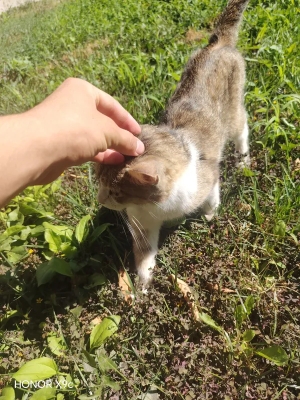 Mushuklar bor 1 ta onasi 5 ta bolasi 1 Mushuklar bor 1 ta onasi 5 ta bolasi 1
