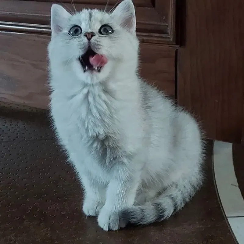 Британские/шотландские котята — фото 1