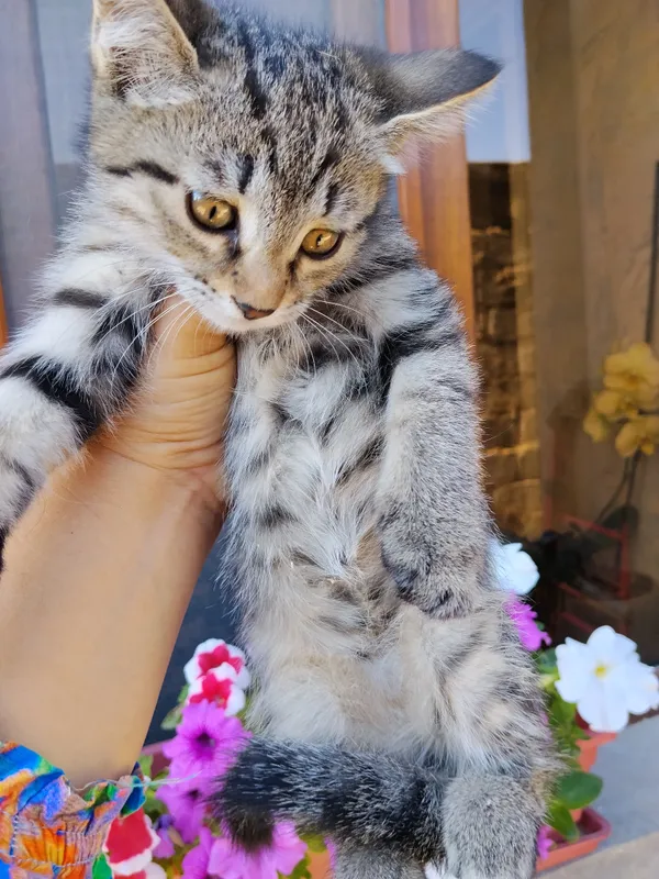 отдам бесплатно котят .Мама котят сиямская кошка 4 отдам бесплатно котят .Мама котят сиямская кошка 4