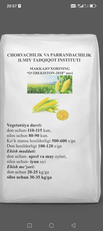 Маккажўхори уруглик