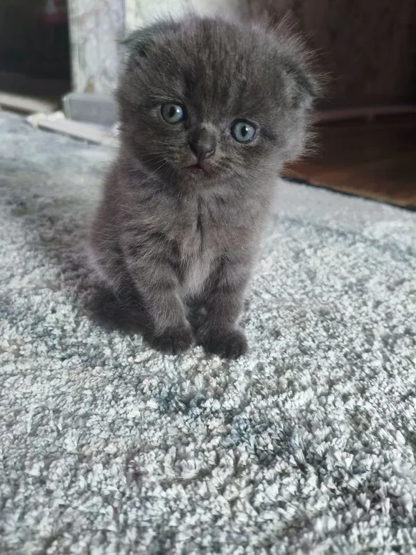 Котята скотиш фолд — фото 2