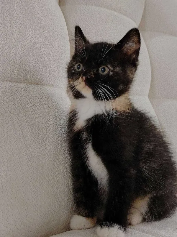 Породистый Котенок — фото 2