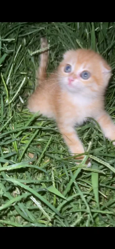 zalatistaya shinshilla tabby qiz bola mushuk 6