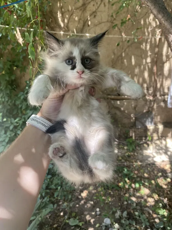 Котята в добрые руки — фото 3