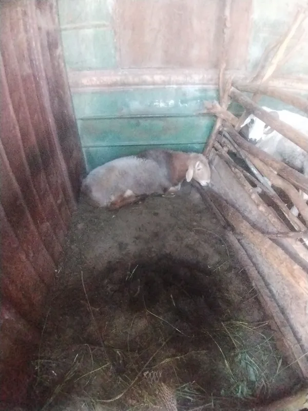 qo'chqorlar sotiladi zotdor yaxshi boqilgan