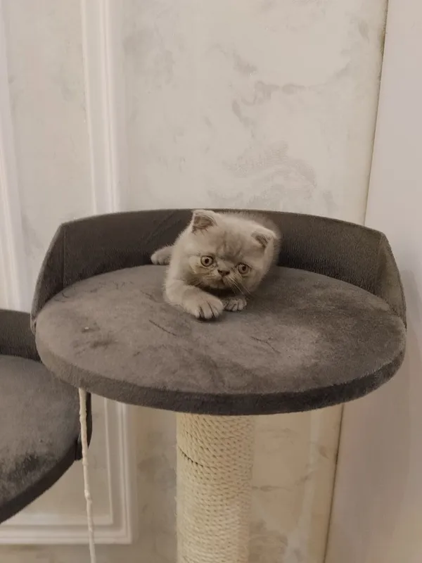 Котята домашние, британский и шотландская 4
