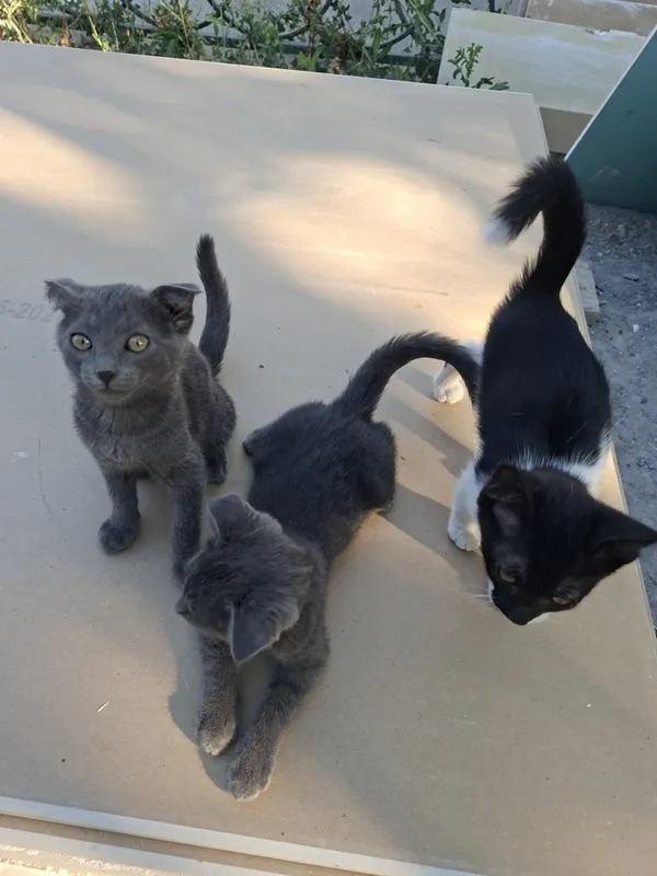 Котята отдам в хорошие руки... 1 Котята отдам в хорошие руки... 1