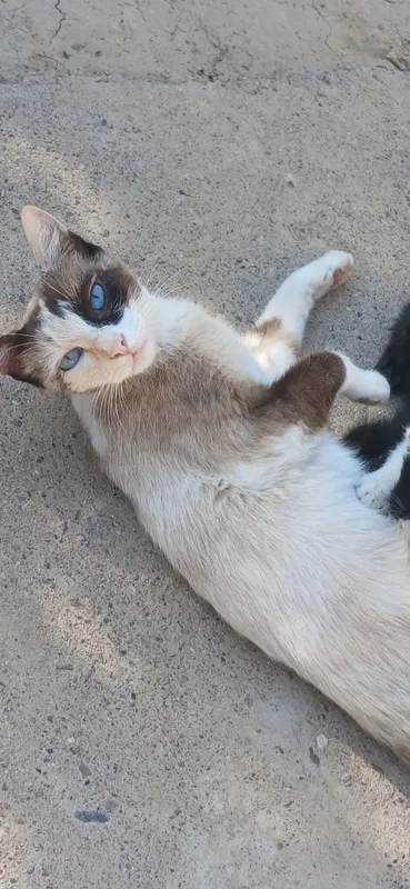 Tekinga bervoraman 4 Tekinga bervoraman 4