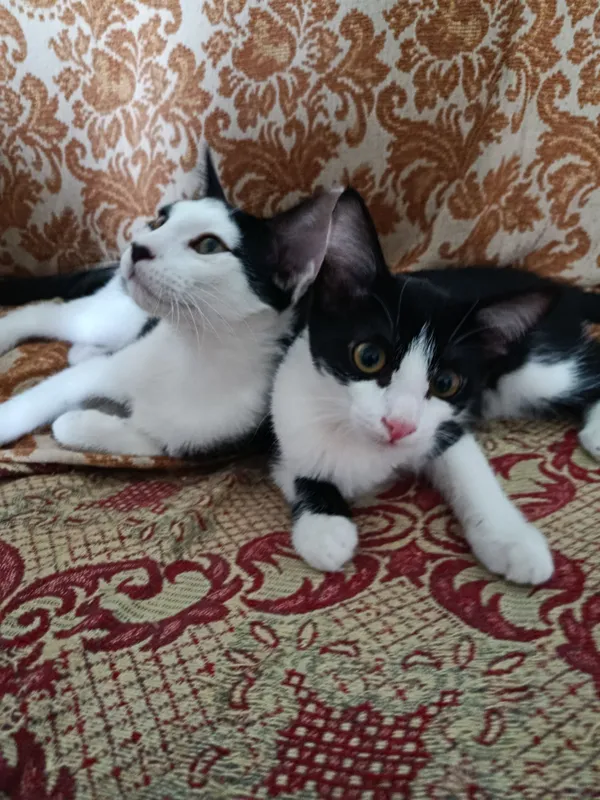 Котята в добрые, ответственные руки 1 Котята в добрые, ответственные руки 1