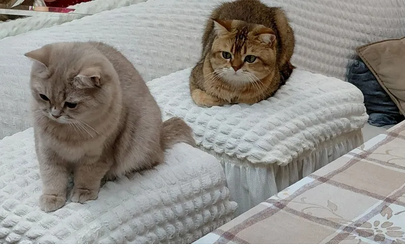 Кошка для вязки золотая шиншила — фото 3